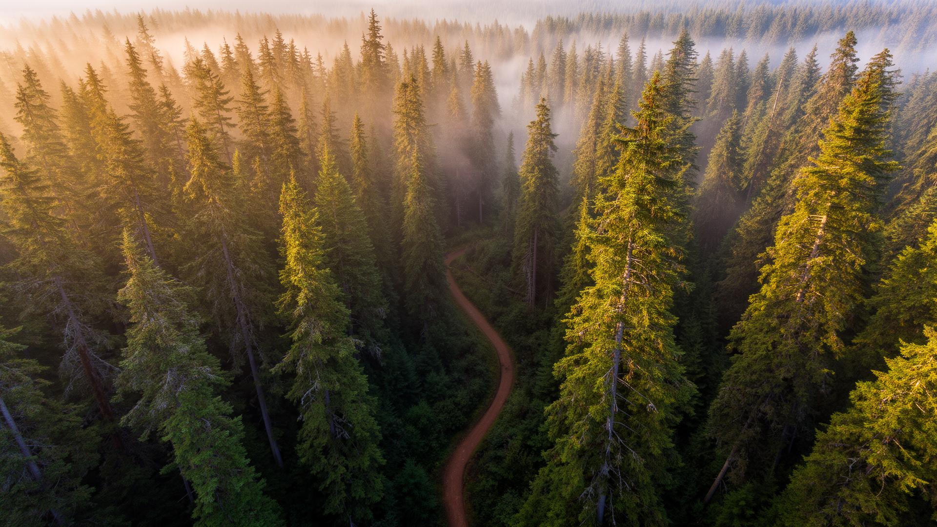 Pacific Northwest forest aerial view